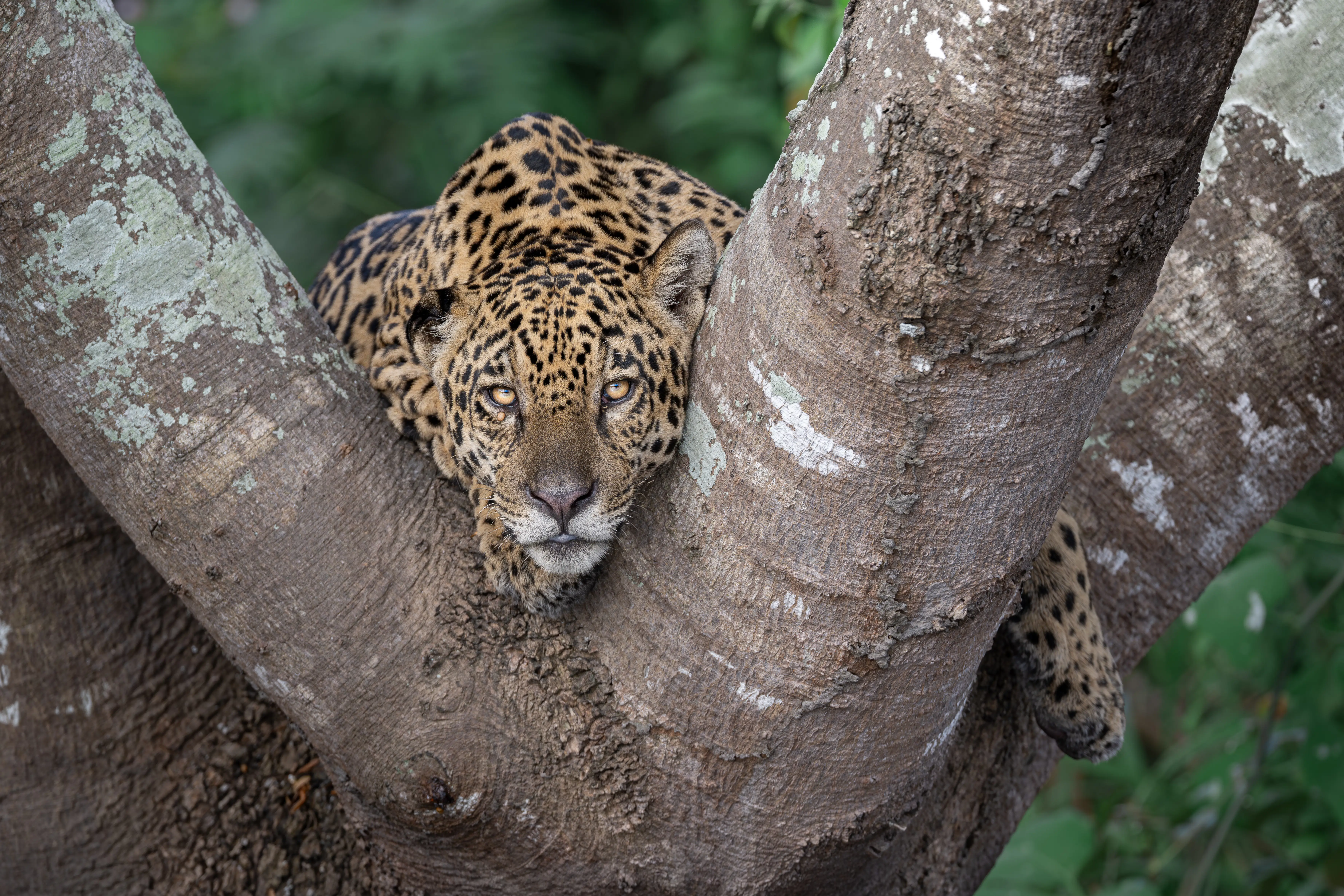 Photo from 9-Day Northern Pantanal Jaguar and Wildlife Photography Expedition safari tour