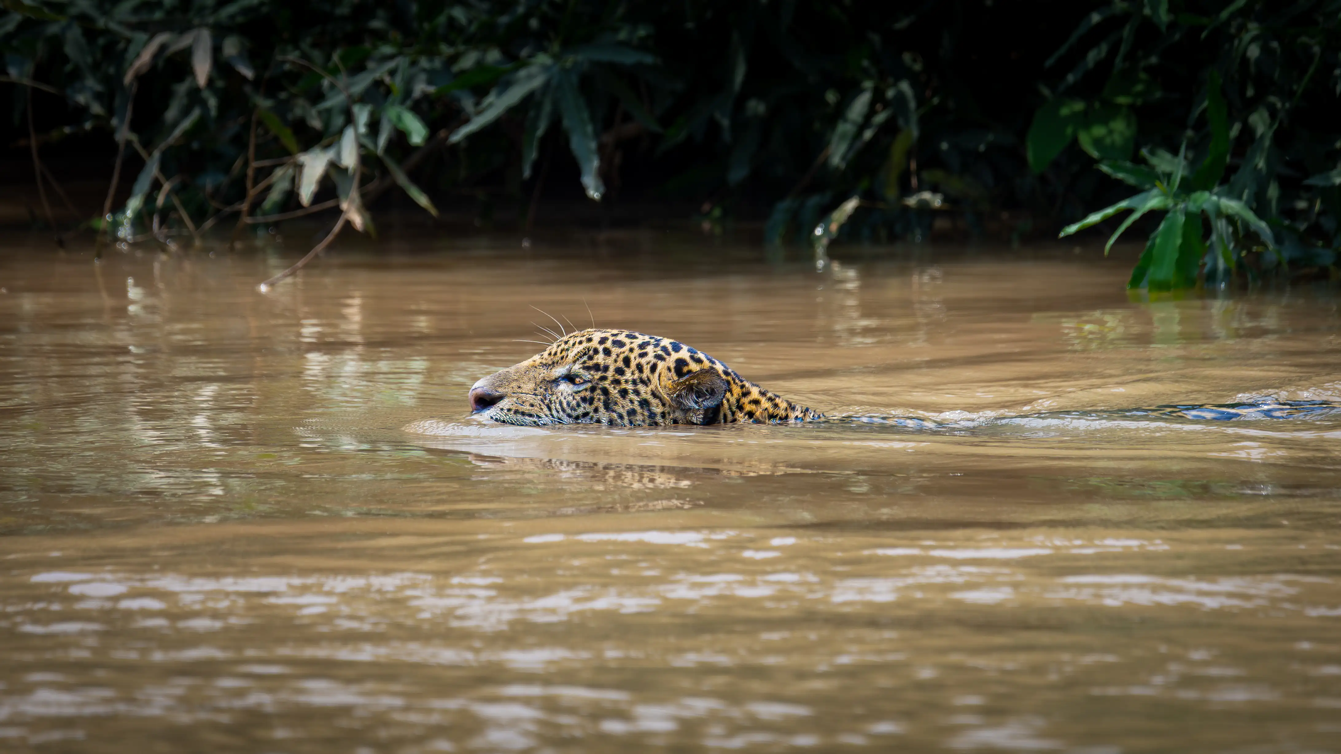 Photo from 9-Day Northern Pantanal Jaguar and Wildlife Photography Expedition safari tour