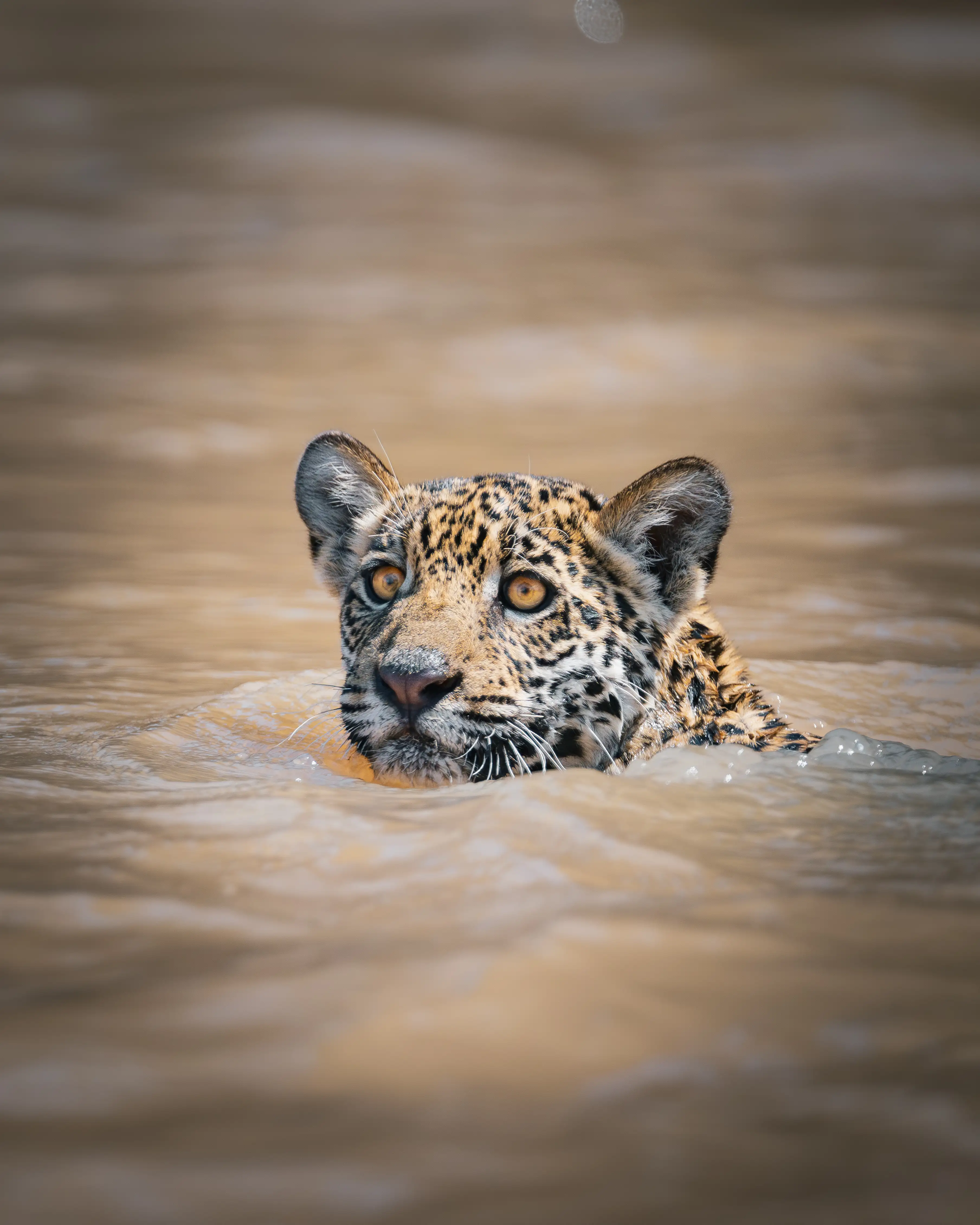 Photo from 9-Day Northern Pantanal Jaguar and Wildlife Photography Expedition safari tour