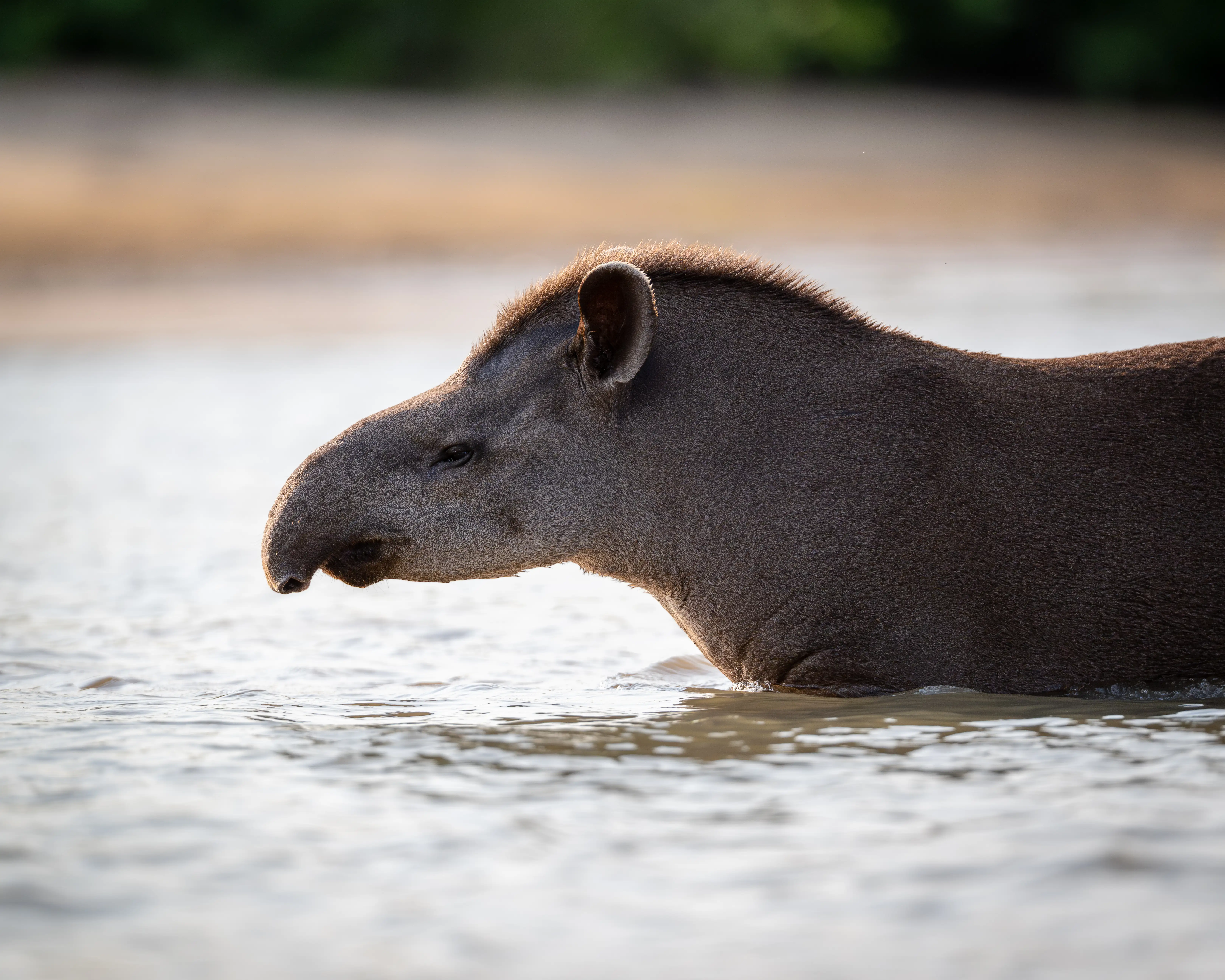 Photo from 9-Day Northern Pantanal Jaguar and Wildlife Photography Expedition safari tour