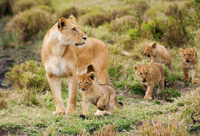 South Africa & Zimbabwe 7 Days