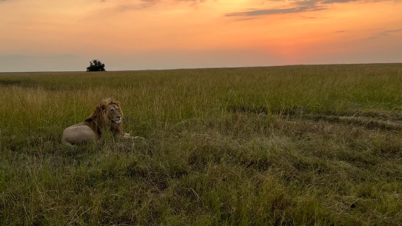 7-Day Big 5 Kenya safari: Samburu, Nakuru and Masai Mara