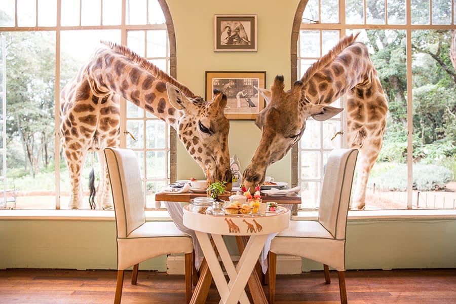 Photo from 6-Day Ultimate African Safari – Stay at Giraffe Manor & Luxury Sala’s Camp in Masai Mara safari tour