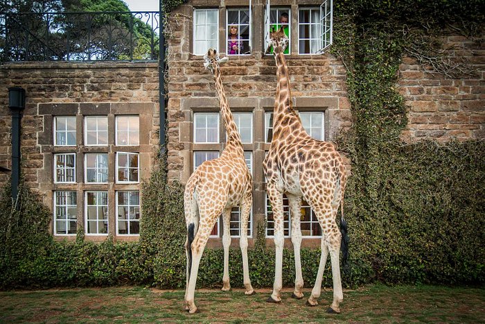 Photo from 6-Day Ultimate African Safari – Stay at Giraffe Manor & Luxury Sala’s Camp in Masai Mara safari tour
