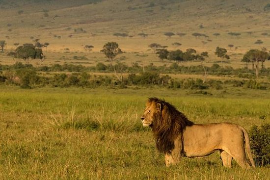 Photo from 6-Day Ultimate African Safari – Stay at Giraffe Manor & Luxury Sala’s Camp in Masai Mara safari tour