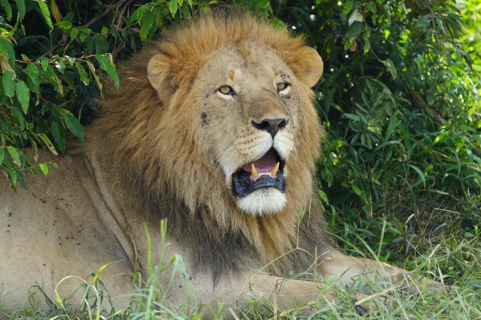 5-Day Kenya Safari: Masai Mara & Lake Nakuru