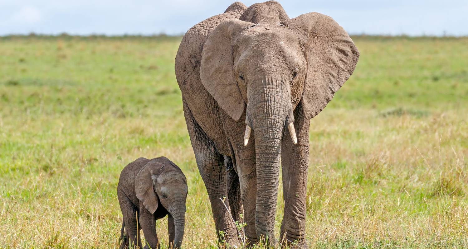 6-Day Kenyan Safari: Amboseli, Lake Nakuru & Masai Mara – Wildlife, Culture & Adventure