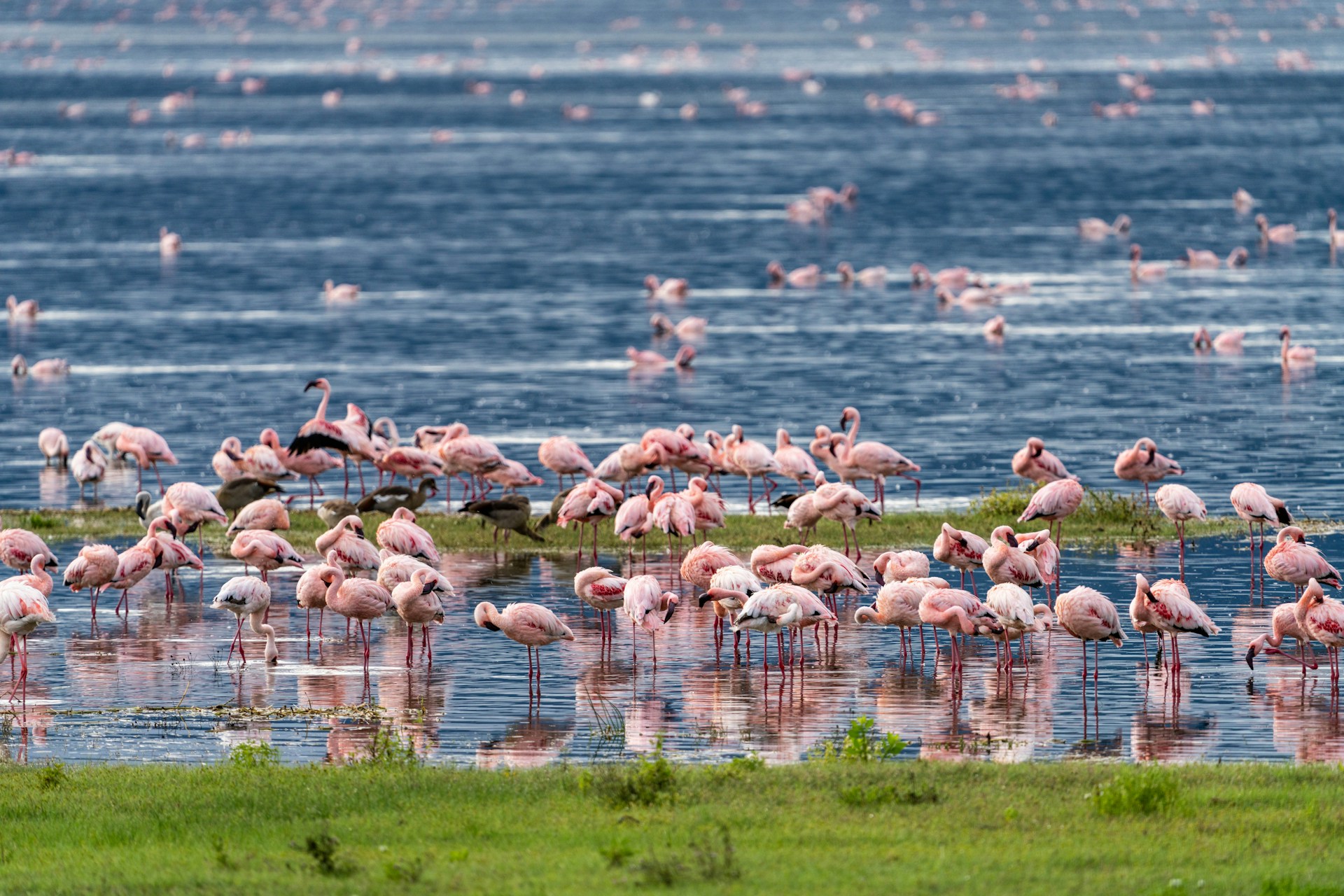 Photo from 5-Day Luxury Safari Tanzania Package: Tarangire, Ngorongoro, Serengeti & Lake Manyara safari tour
