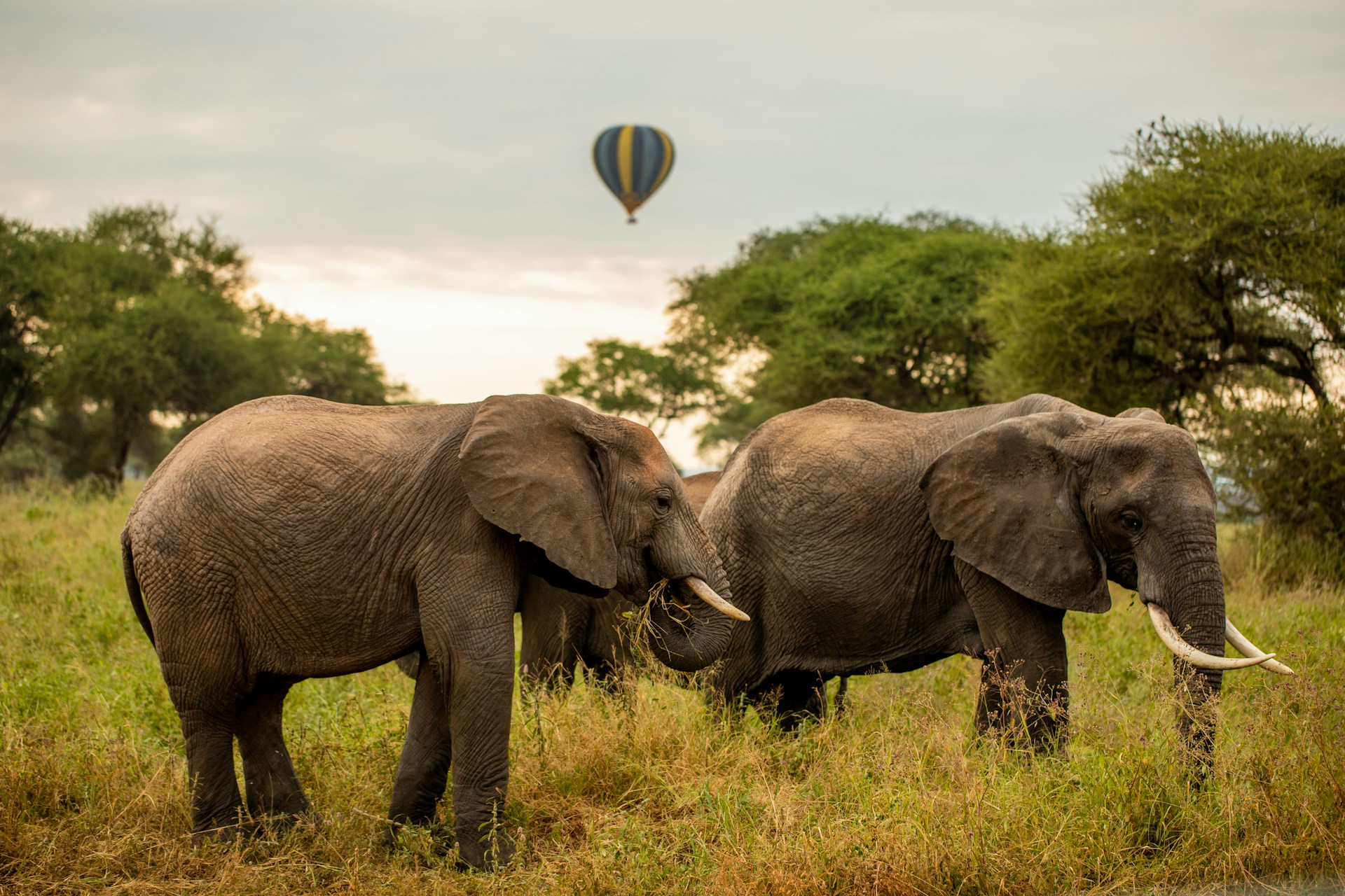 Photo from 5-Day Luxury Safari Tanzania Package: Tarangire, Ngorongoro, Serengeti & Lake Manyara safari tour