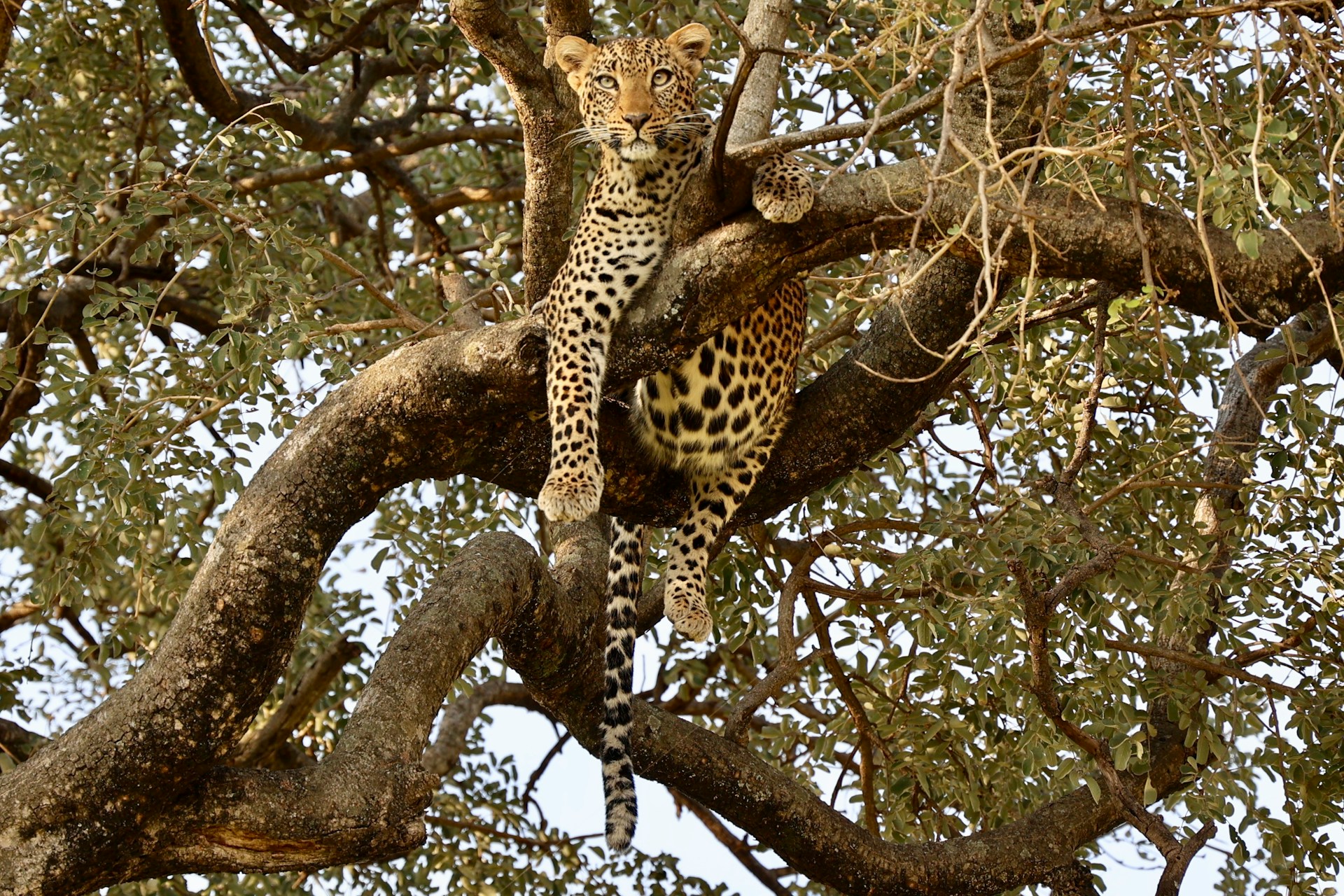 Photo from 5-Day Luxury Safari Tanzania Package: Tarangire, Ngorongoro, Serengeti & Lake Manyara safari tour