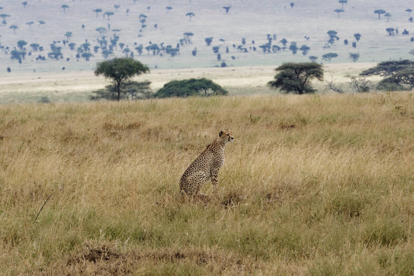 7 Days Serengeti Migration Western Corridor