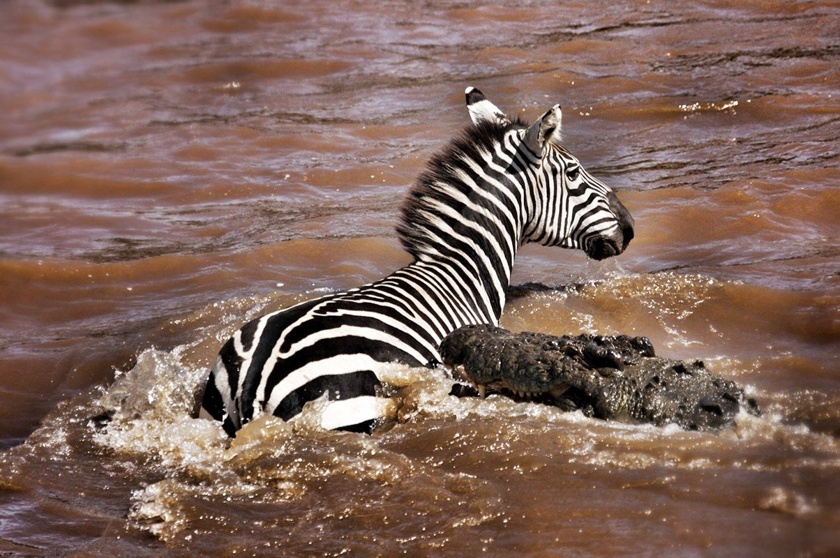 7 Days Serengeti Migration Mara River Crossing