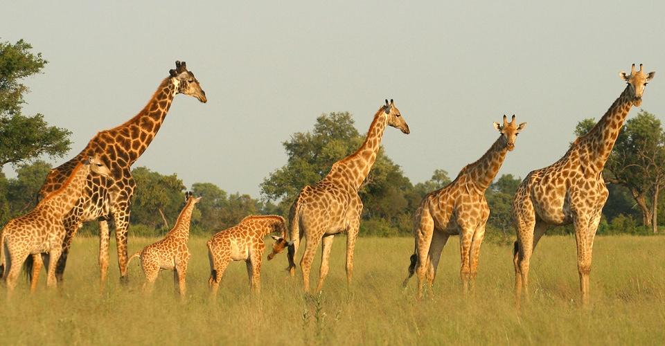 Photo from Romantic Safari Bliss: 13 Days Tanzania Honeymoon Safari Package safari tour
