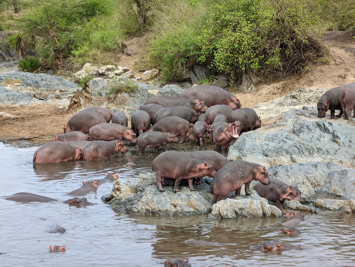 Photo from Romantic Safari Bliss: 13 Days Tanzania Honeymoon Safari Package safari tour