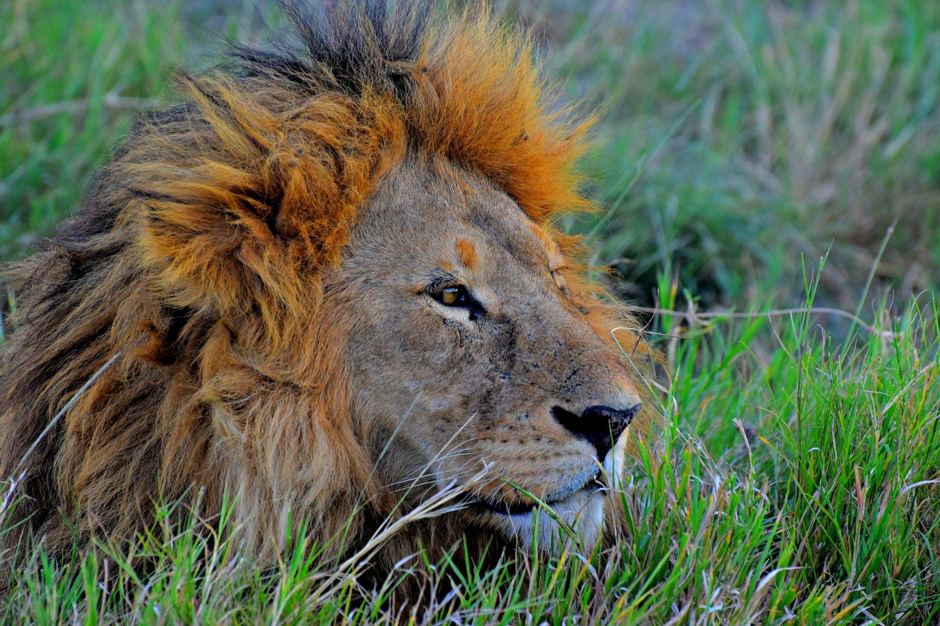 Photo from Romantic Safari Bliss: 13 Days Tanzania Honeymoon Safari Package safari tour