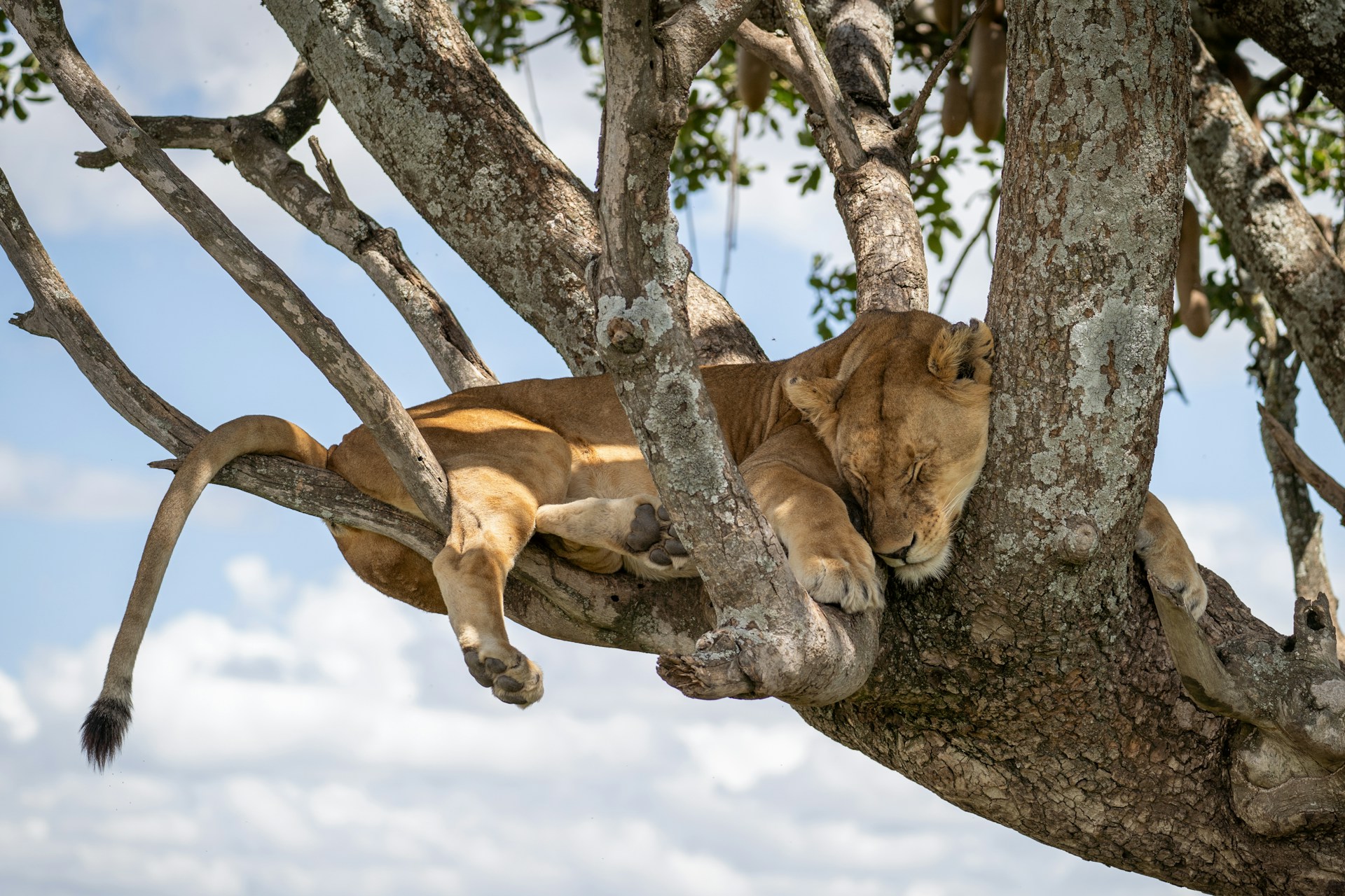Photo from Romantic Safari Bliss: 13 Days Tanzania Honeymoon Safari Package safari tour
