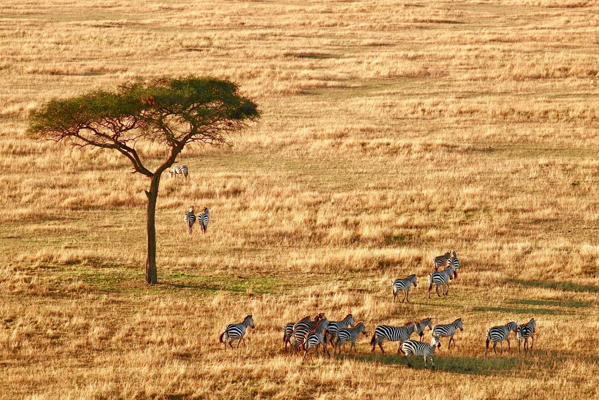 Photo from Romantic Safari Bliss: 13 Days Tanzania Honeymoon Safari Package safari tour