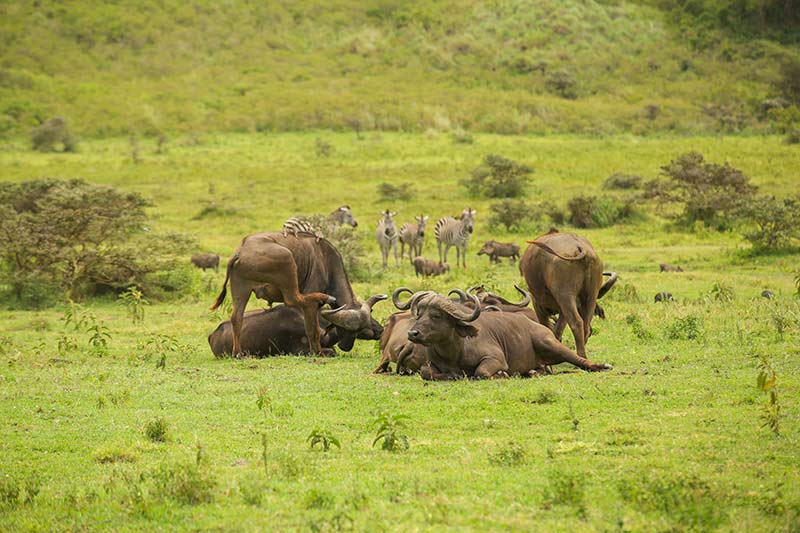 Photo from Romantic Safari Bliss: 13 Days Tanzania Honeymoon Safari Package safari tour