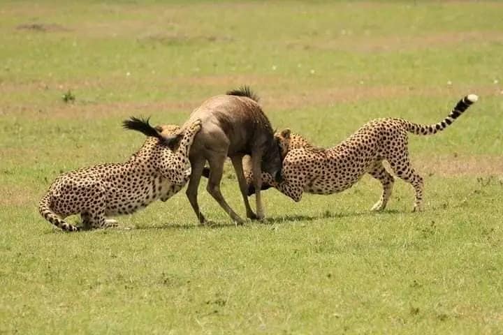 2 Days Tanzania Safari to Lake Manyara & Ngorongoro Crater