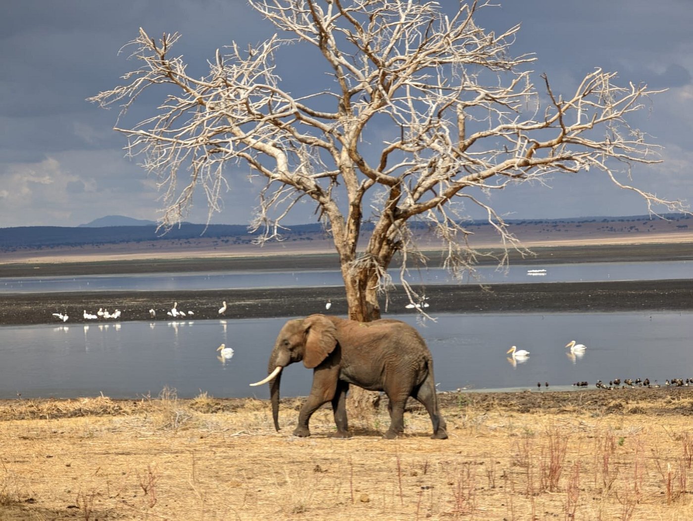 3 Days Tanzania Safari to Lake Manyara, Ngorongoro Crater & Tarangire