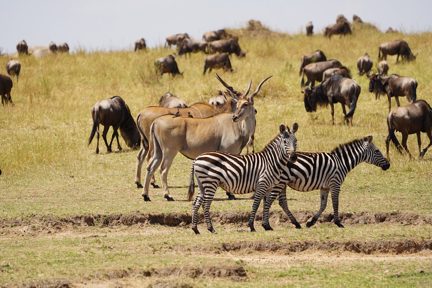 3 Days Tanzania Safari to Serengeti & Ngorongoro Crater