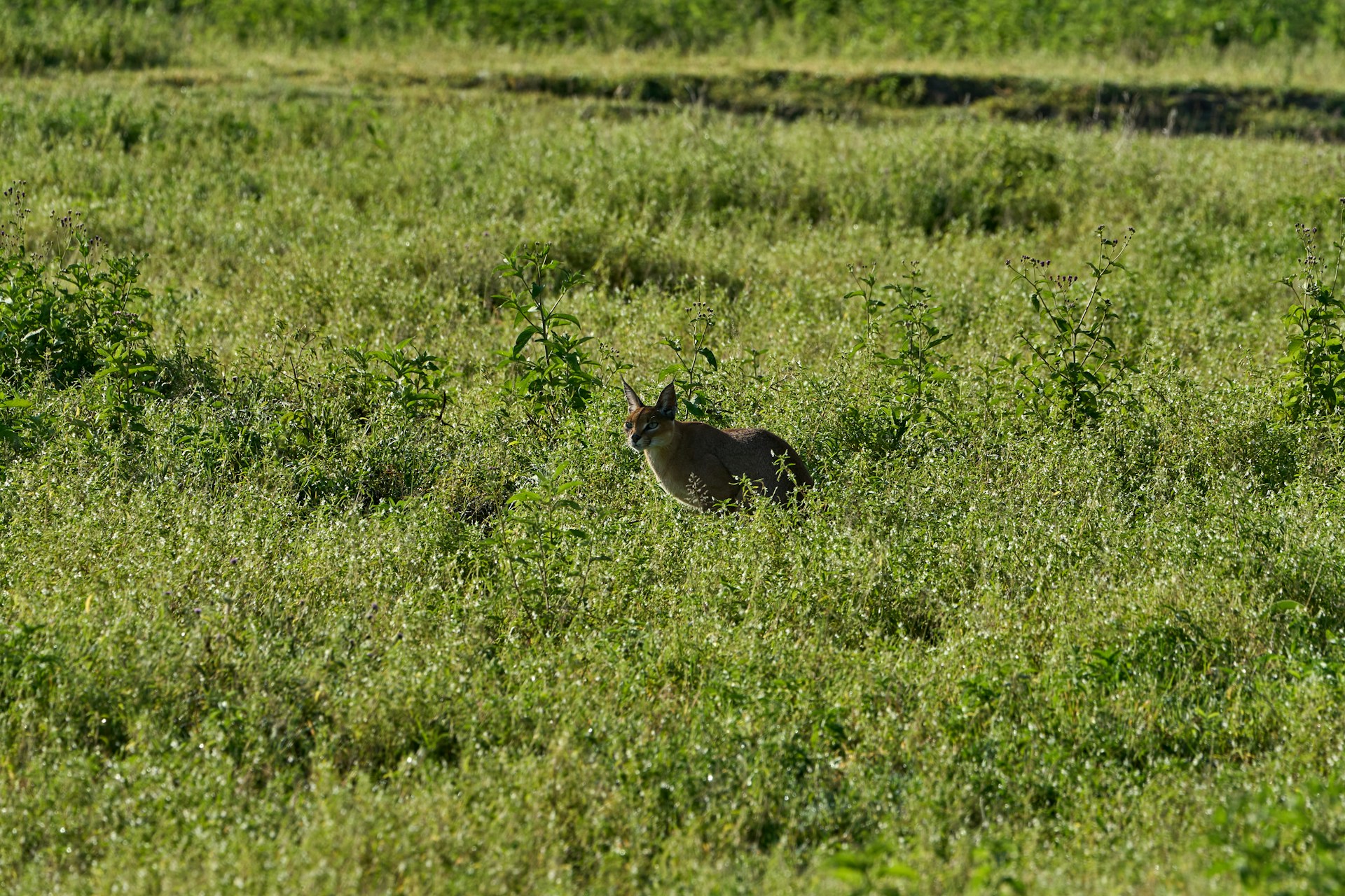 4 Days Tanzania The Best Affordable Lodge Safari