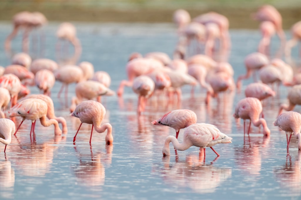 4 Days Tanzania Great Wildebeest Migration at Ndutu Region