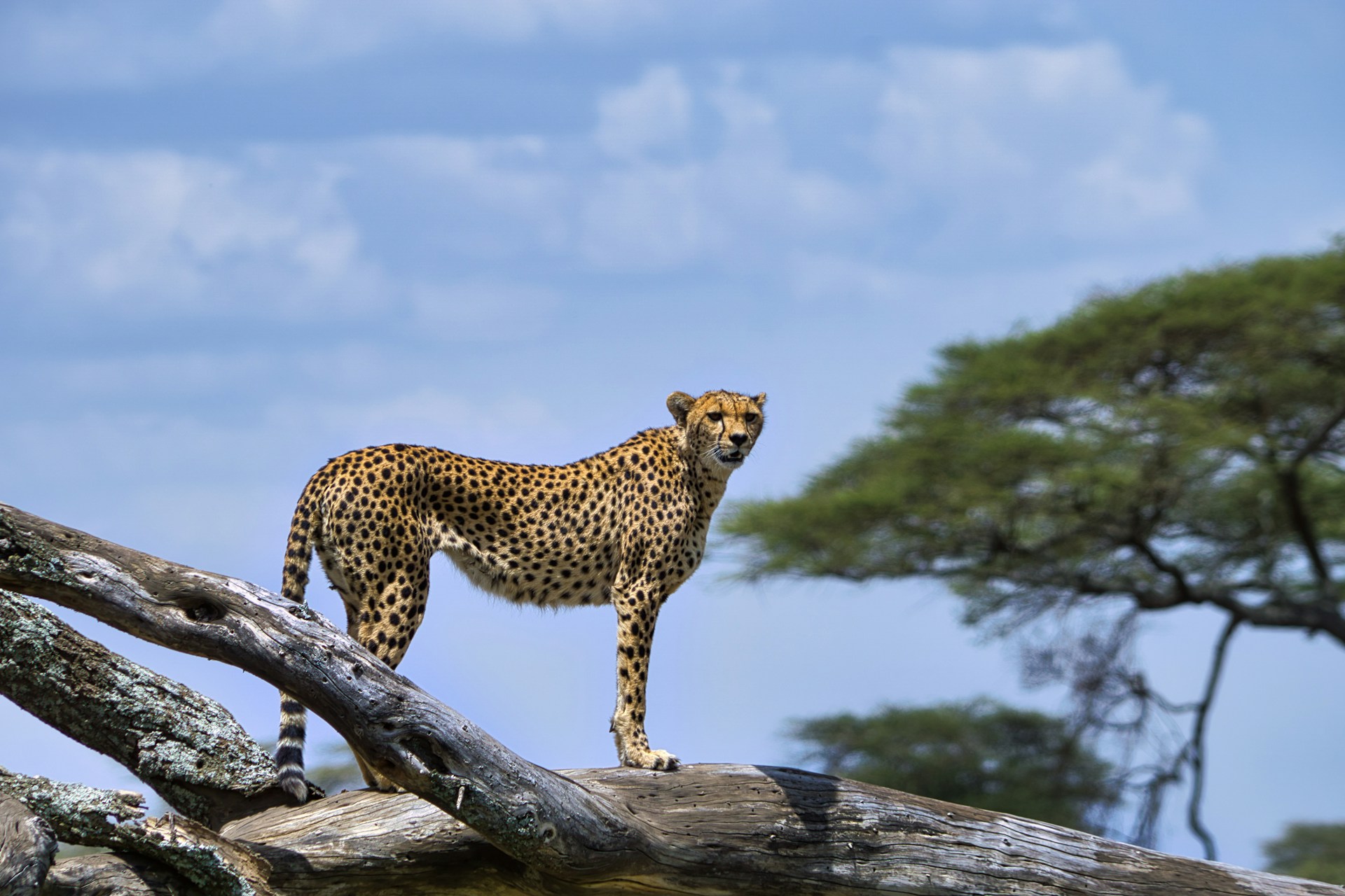 6 Days Tanzania The Best Affordable Safari Tour