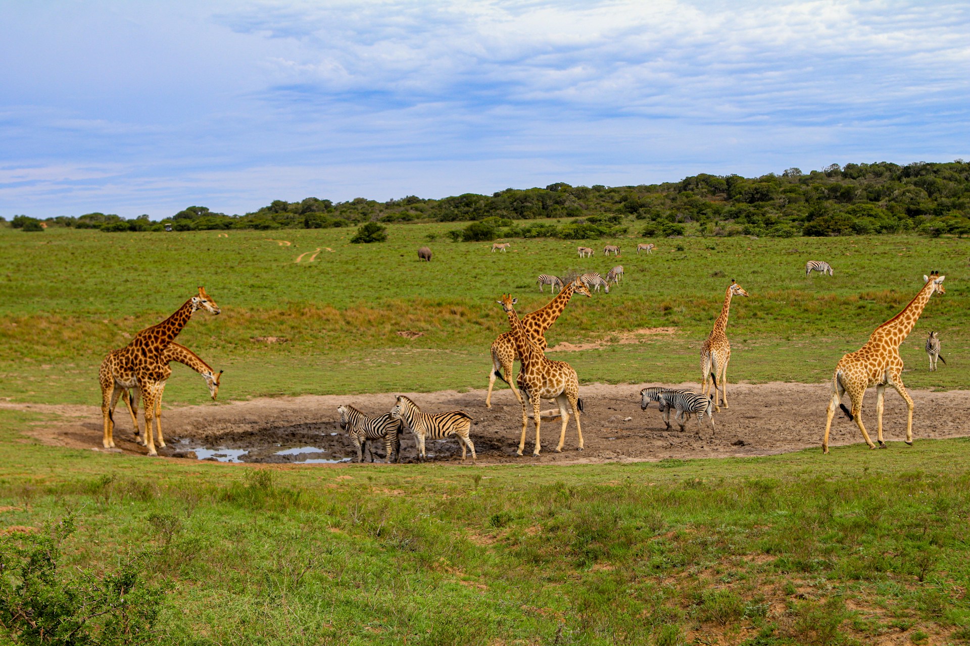 Photo from 6-Day Tanzania Ultimate Big 5 Lodge Safari safari tour