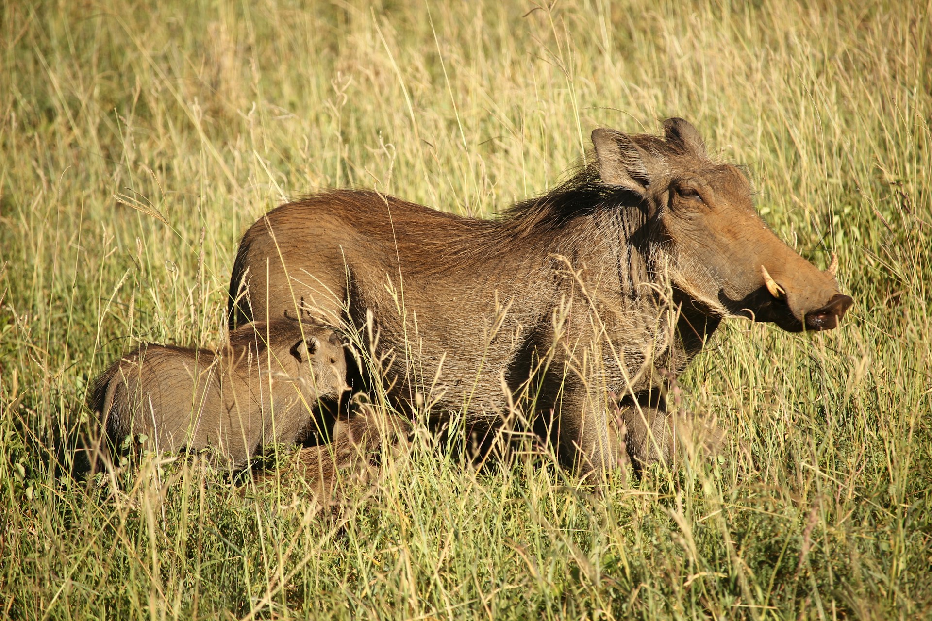 Photo from 6-Day Tanzania Ultimate Big 5 Lodge Safari safari tour