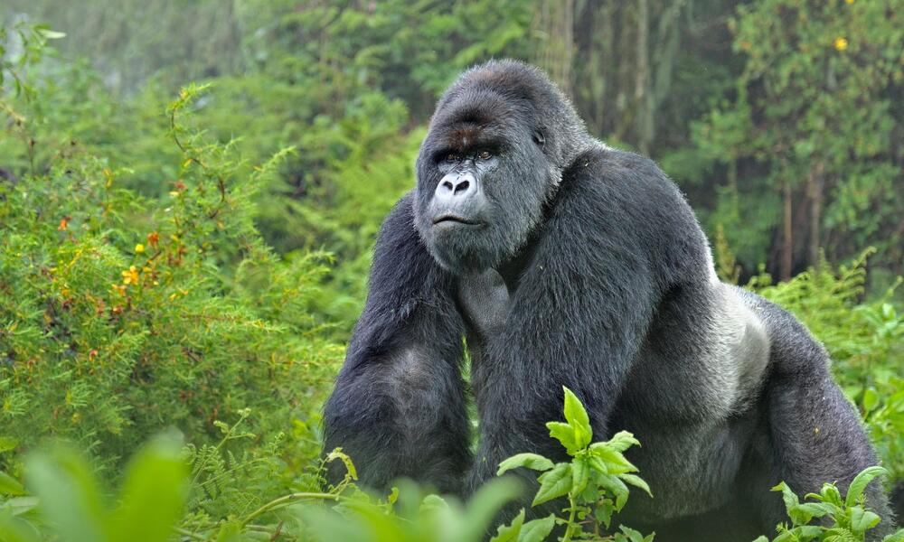14 Days best of Uganda - Ziwa, Murchison Falls, Kibale, Queen Elizabeth NP, Bwindi, Bunyonyi, Mburo, Kalagala Falls
