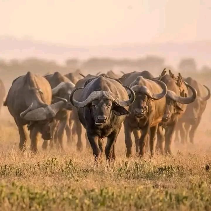 3-Day Safari: Lake Manyara, Ngorongoro & Tarangire