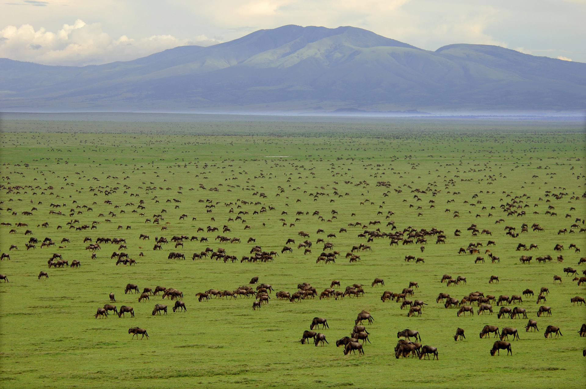 4 Days Safari to Lake Manyara, Serengeti & Ngorongoro Crater
