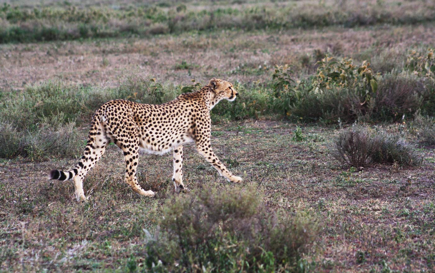 Photo from 4 Days Safari to Lake Manyara, Serengeti & Ngorongoro Crater safari tour