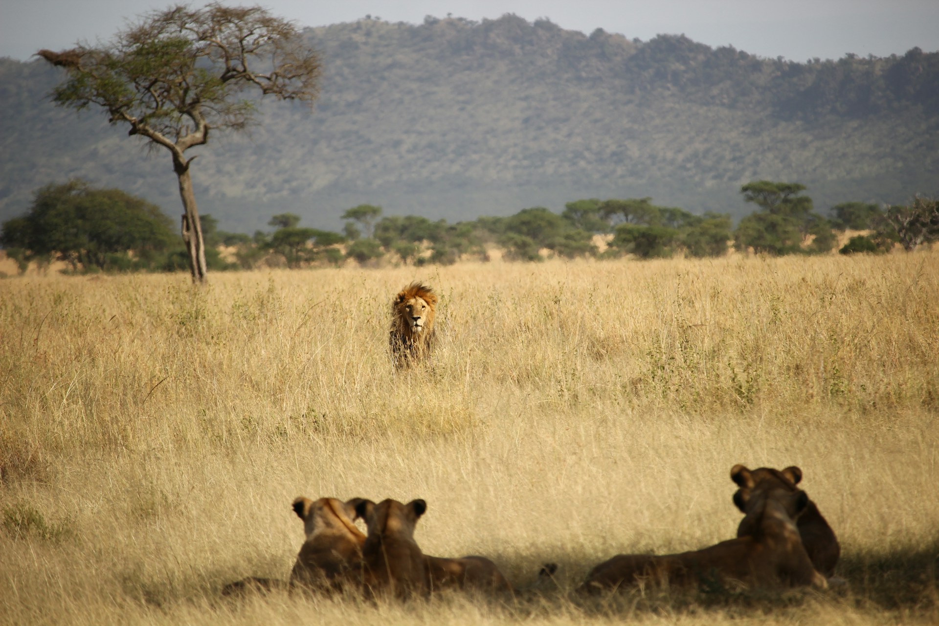 Photo from 4 Days Safari to Lake Manyara, Serengeti & Ngorongoro Crater safari tour