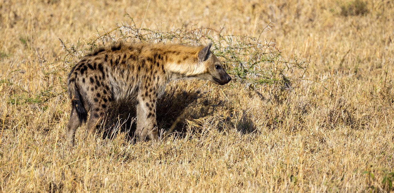 Photo from 5 Days Tanzania the Best Adventure Camping Safari safari tour