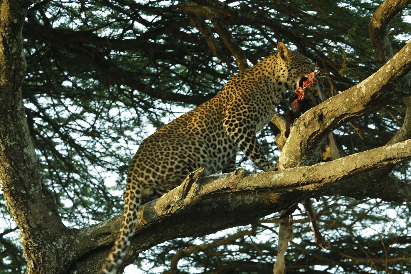 Photo from 5 Days Tanzania the Best Adventure Camping Safari safari tour