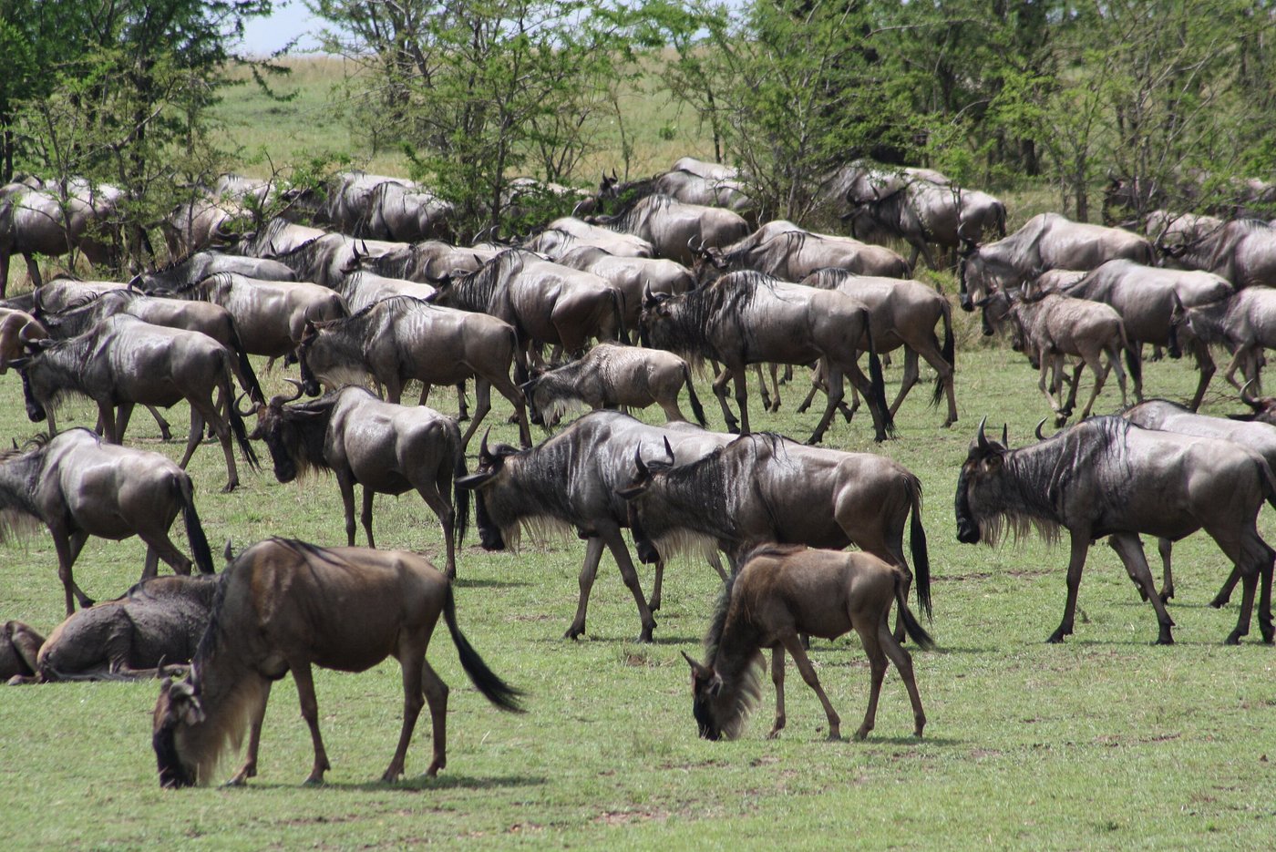 Photo from 5 Days Tanzania the Best Adventure Camping Safari safari tour