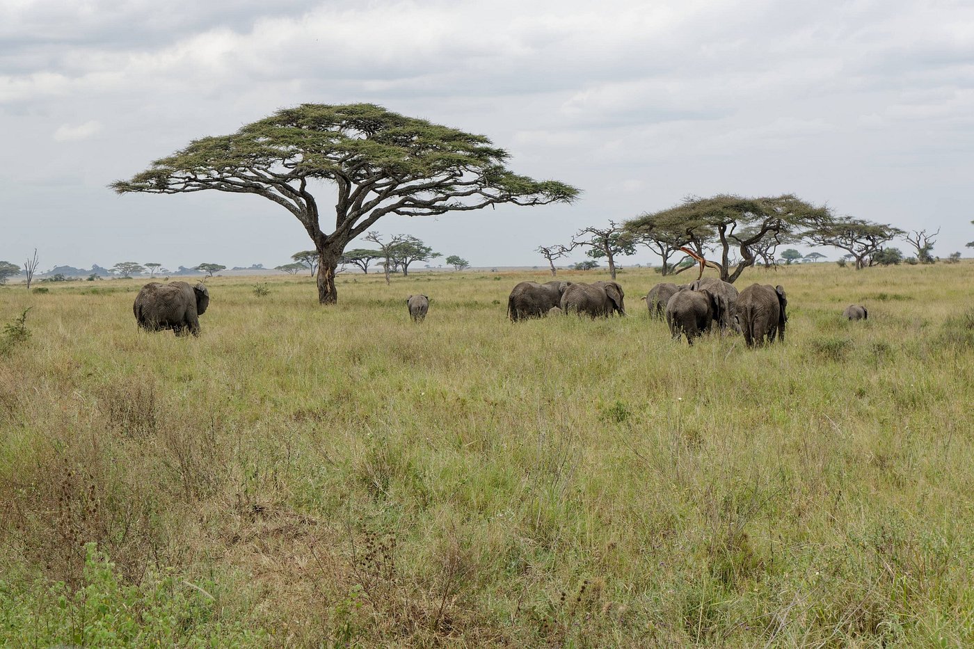 Photo from 5 Days Tanzania the Best Adventure Camping Safari safari tour