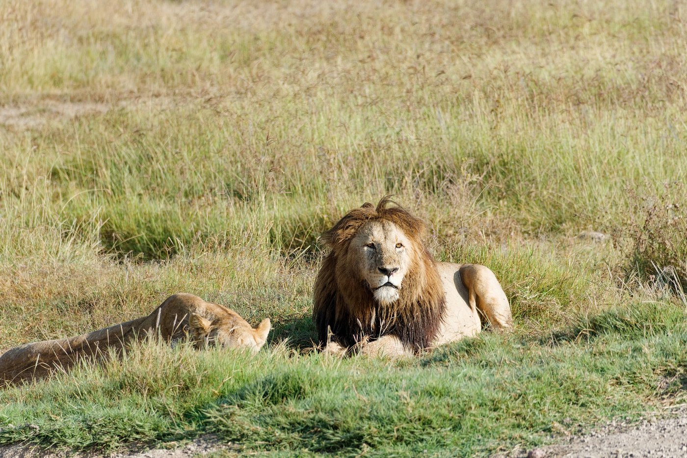 Photo from 5 Days Tanzania the Best Adventure Camping Safari safari tour